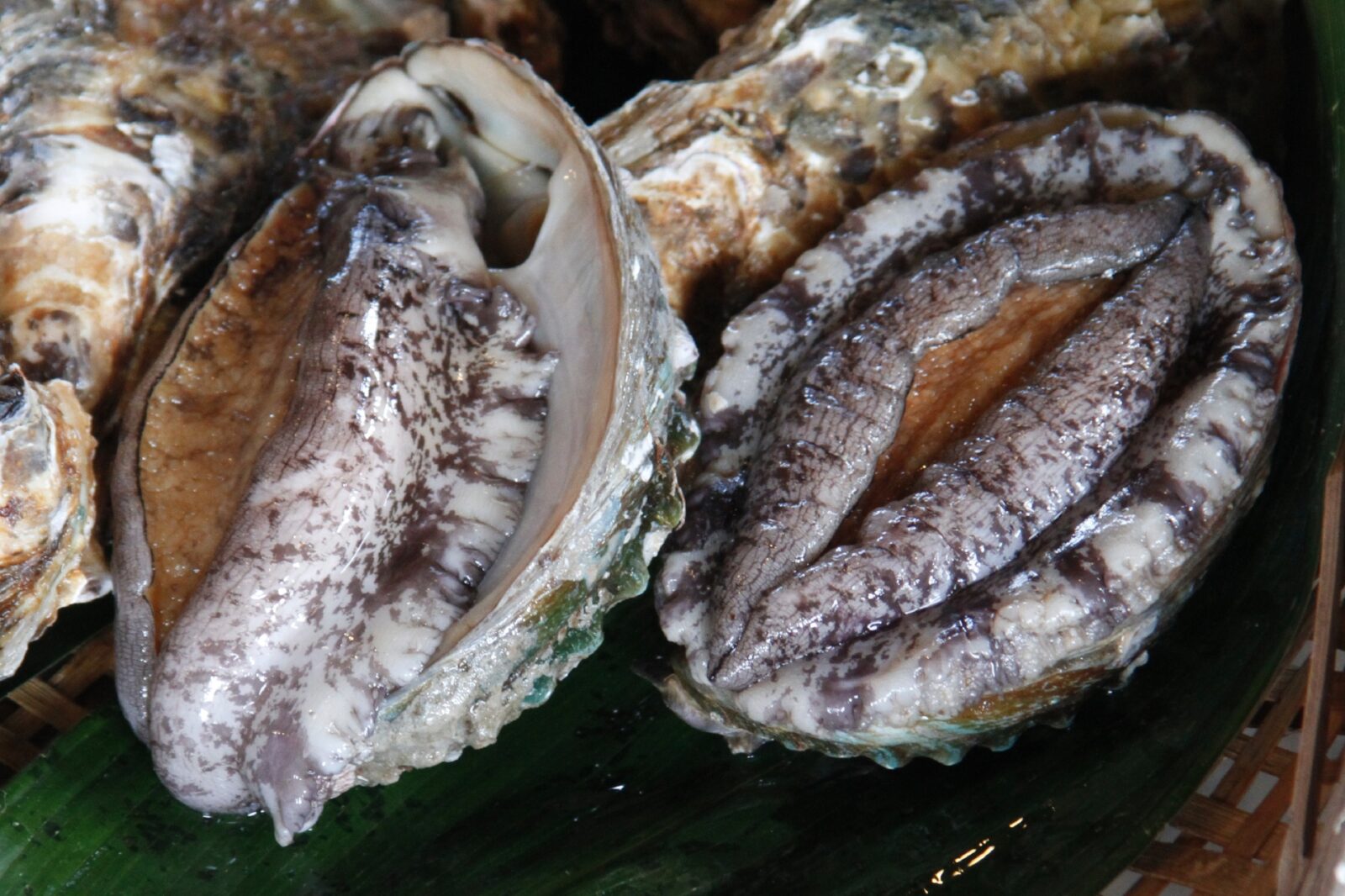 アワビ | 日本の食べ物用語辞典