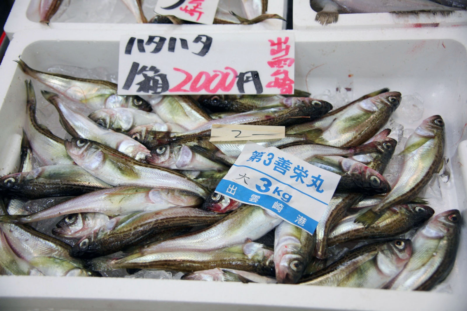 ハタハタ | 日本の食べ物用語辞典