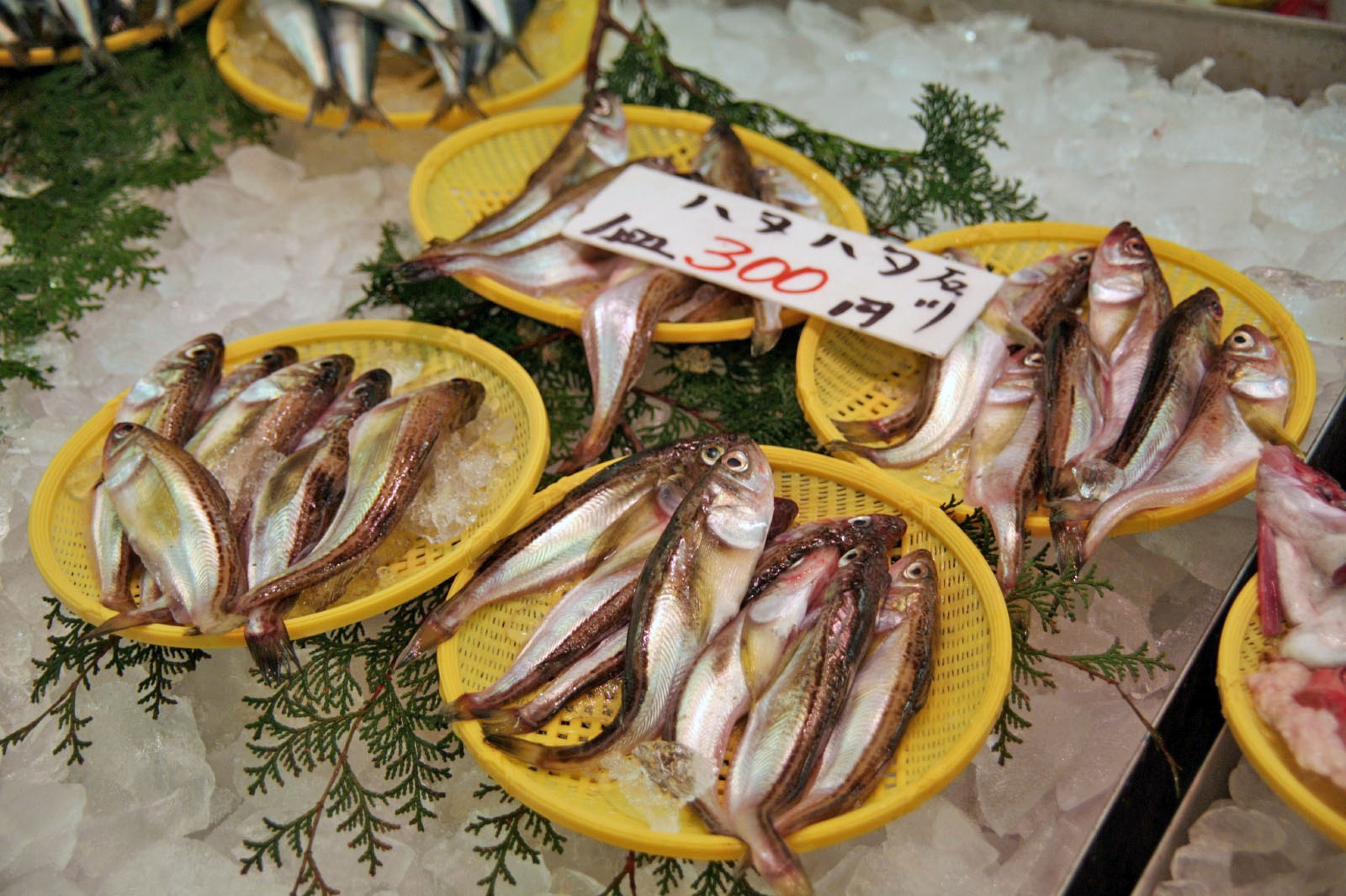 ハタハタ | 日本の食べ物用語辞典