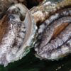 活きアワビ
